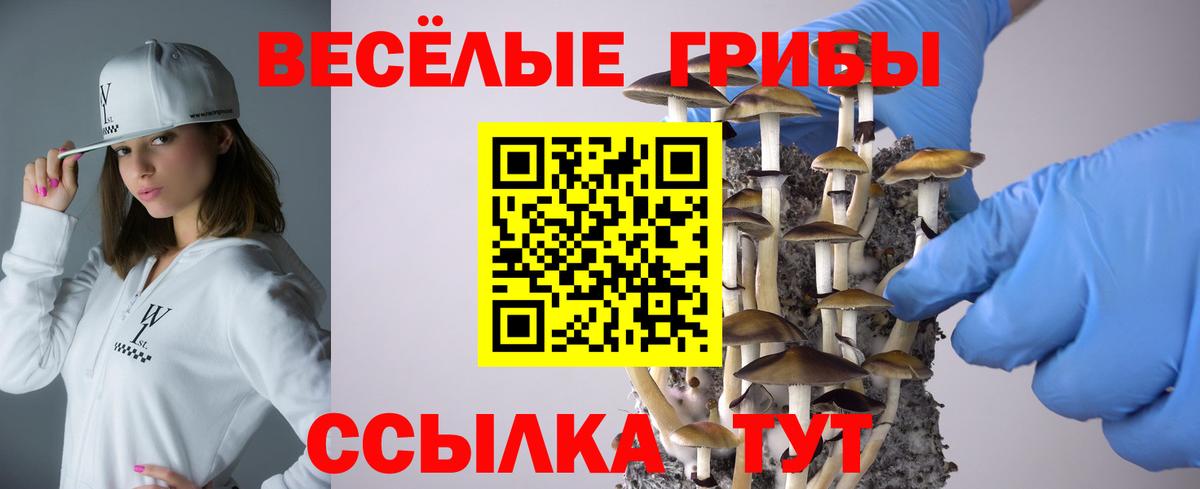 Галлюциногенные грибы Psilocybe Армавир